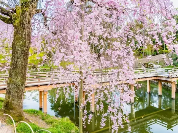 「桜のトンネルが魅力的」岡山県の“行ってみたい＆好きな桜の名所”10選！ 「岡山後楽園」を上回ったのは？【2026年調査】