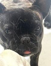 北斗晶、愛犬に起きたハプニングを報告「可愛すぎるでしょう」