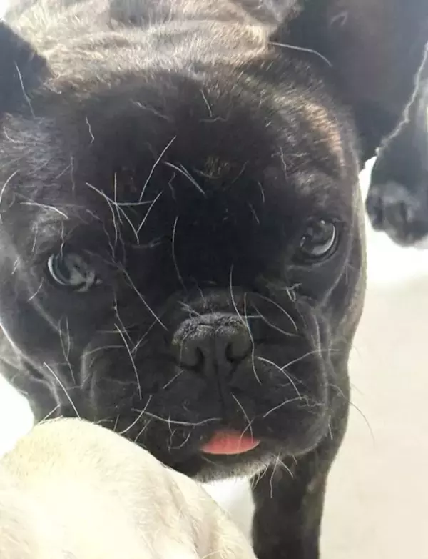 北斗晶、愛犬に起きたハプニングを報告「可愛すぎるでしょう」