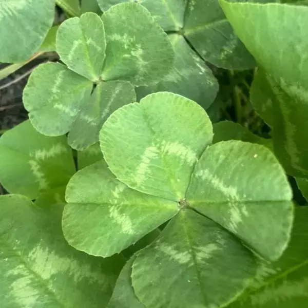 北斗晶、新たな“四葉スポット”を発見「ちょっと嬉しい早朝の出来事でした～！」