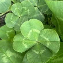 北斗晶、新たな“四葉スポット”を発見「ちょっと嬉しい早朝の出来事でした～！」