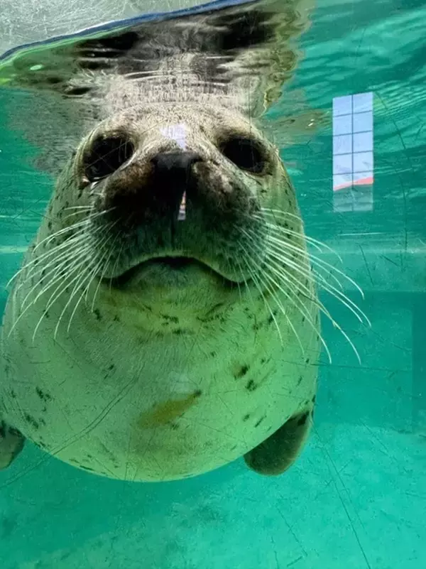 料理研究家・桜井奈々、水族館のアザラシに大興奮「もう、、可愛すぎるのよ」