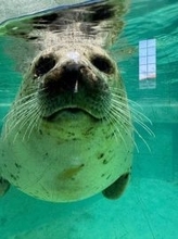 料理研究家・桜井奈々、水族館のアザラシに大興奮「もう、、可愛すぎるのよ」