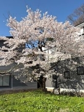 藤あや子、亡き父が実家の庭に植えた桜を公開「どうか見守っていてくださいね」