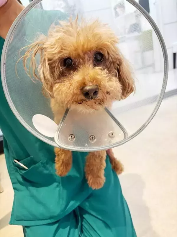 あいのり・ヒデ、愛犬のギプス卒業を報告も新たな問題が発生「足が炎症起こしてしまったみたい」