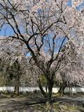 「料理研究家・桜井奈々、予定変更で向かった桜の名所を絶賛「枝垂れ桜がとにかく圧巻！」」の画像1