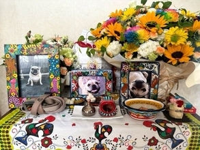 北斗晶「まだ、爪の音が聞こえたり…」亡き愛犬の一周忌に想いを馳せる「花ちゃんが大好きだよ」