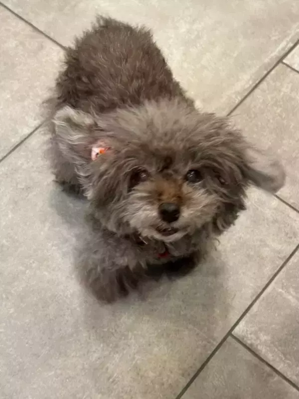 堀ちえみ、愛犬の退院を報告し心境を吐露「かなり辛かったです」