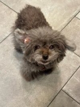 堀ちえみ、愛犬の退院を報告し心境を吐露「かなり辛かったです」