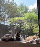 「藤あや子、5年前に夫から贈られた藤の花が満開に「こんなに立派に育ちました」」の画像1