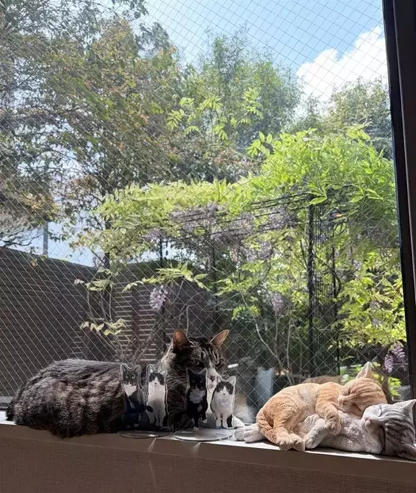 藤あや子、5年前に夫から贈られた藤の花が満開に「こんなに立派に育ちました」