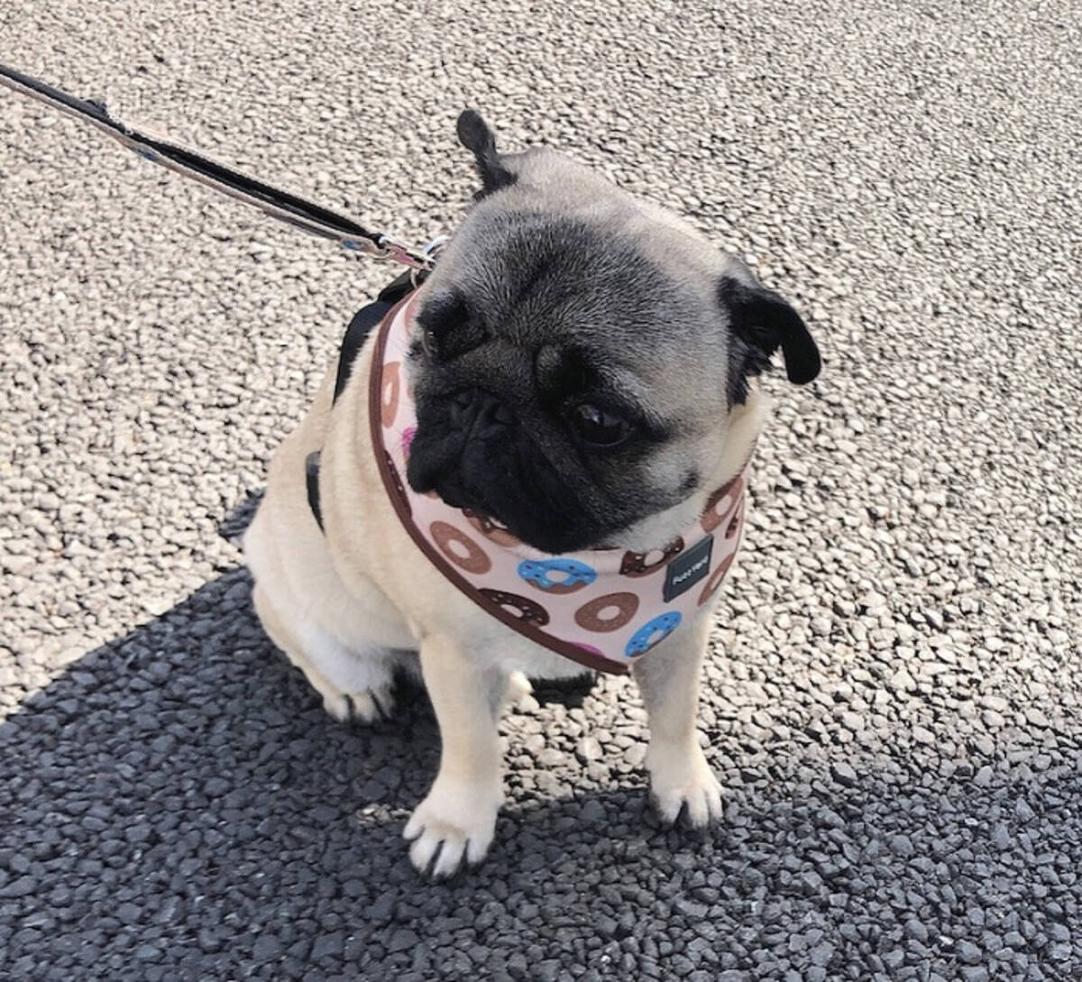 恋愛マスター くじらの妻 歯の激痛に苦しむ夫 睡眠も食事もままならず 21年4月日 エキサイトニュース