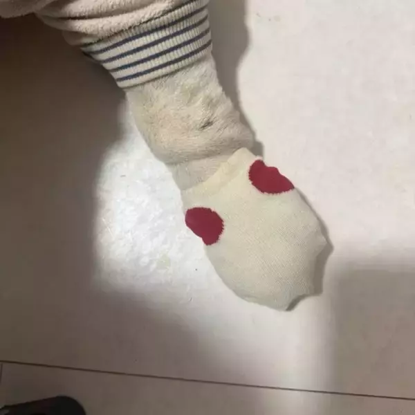 北斗晶、アレルギー持ちの愛犬にした対策を報告「歩き方が変になって可愛かった」