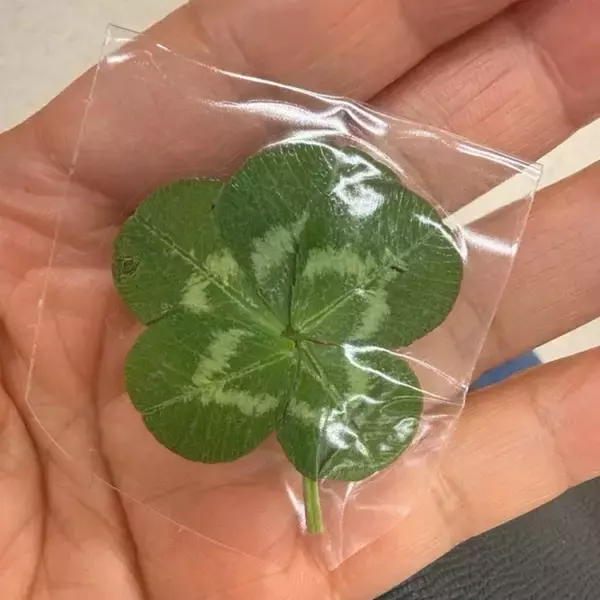 北斗晶、自宅の畑で五つ葉のクローバーを発見「秘密の場所がありまして」