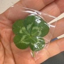 北斗晶、自宅の畑で五つ葉のクローバーを発見「秘密の場所がありまして」