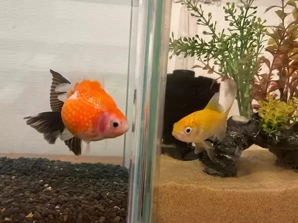 保田圭、新たな“家族”を迎えたことを報告「可愛すぎる子に出逢ってしまい」