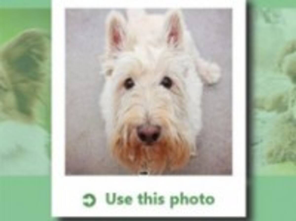 あなたはどの犬種 自分の顔と似ている犬種を教えてくれるサイトが登場 16年2月16日 エキサイトニュース