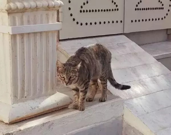 「世界女子旅レポート「北アフリカ・チュニジア」～白と青の街並みから、幻想的なくすみカラーの街まで～」の画像