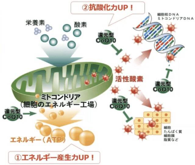 秋は睡眠レベルUPのチャンス！生活の質を上げる良い睡眠の法則とは？