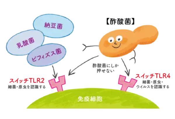 「免疫力が気になる冬到来。いま話題の酢酸菌を含む「にごり酢」の健康パワーを取材！」の画像