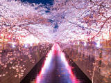 「関東のお花見スポット4選！桜が楽しめる名所を厳選」の画像1