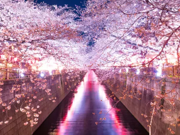 「関東のお花見スポット4選！桜が楽しめる名所を厳選」の画像
