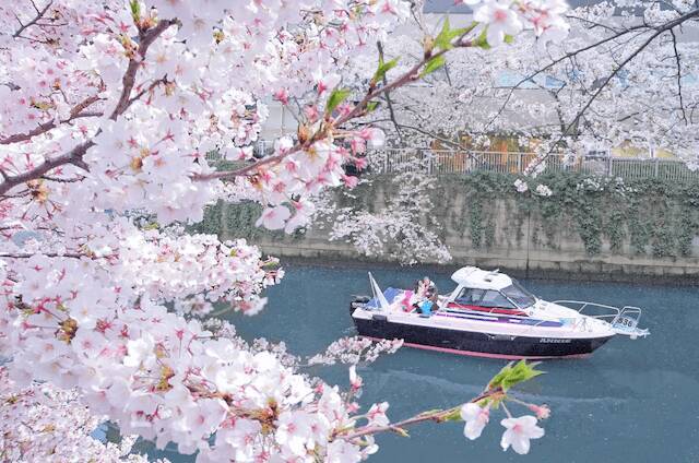 関東のお花見スポット4選！桜が楽しめる名所を厳選