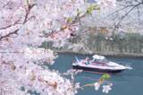 「関東のお花見スポット4選！桜が楽しめる名所を厳選」の画像3