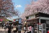「関東のお花見スポット4選！桜が楽しめる名所を厳選」の画像4