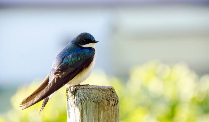 4月10日から14日 幸せを呼ぶ鳥 つばめ といっしょに春の空を眺めましょう 16年4月12日 エキサイトニュース