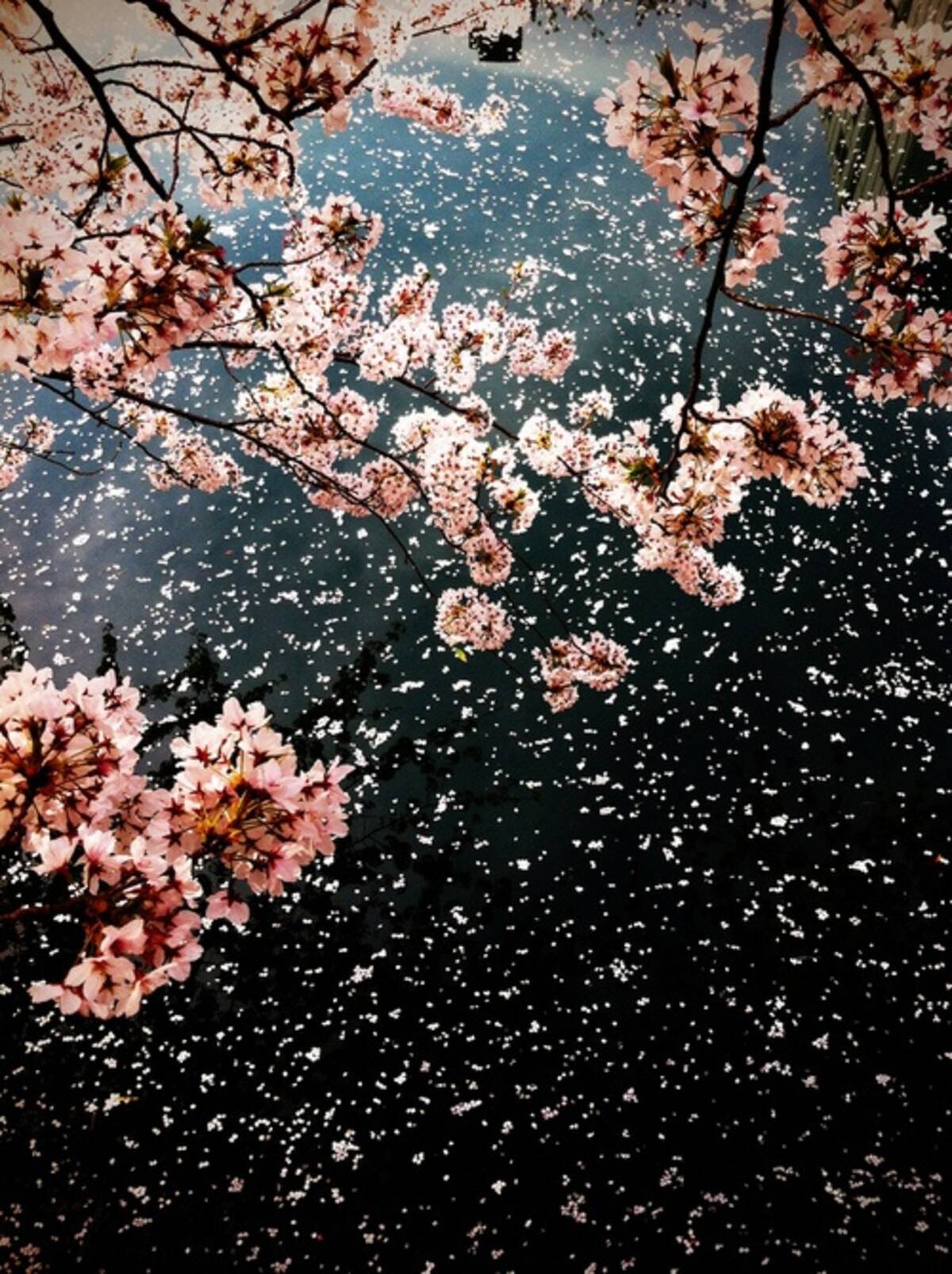 桜は儚いからこそ美しいというのであれば 人の一生はもっと美しい 14年3月21日 エキサイトニュース