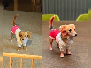 【メモリアペット】ペットの写真をそのままフィギュアで残そう！