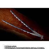 「猪突猛進!!猪突猛進!!「鬼滅の刃」伊之助の日輪刀が約1／1サイズで立体化！完全なりきり可能♪ 二刀流ギミックも注目」の画像4