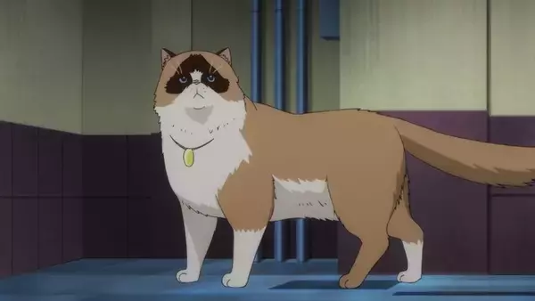 「「歌舞伎町シャーロック」看板猫・パイプがいなくなった!? 探偵達は捜索を始めるが…第12話先行カット」の画像