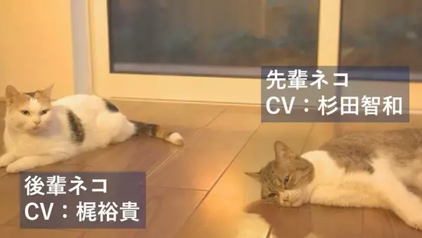 杉田智和と梶裕貴が先輩・後輩猫の“アテネコ動画”で共演！ ウェブCM3編が公開