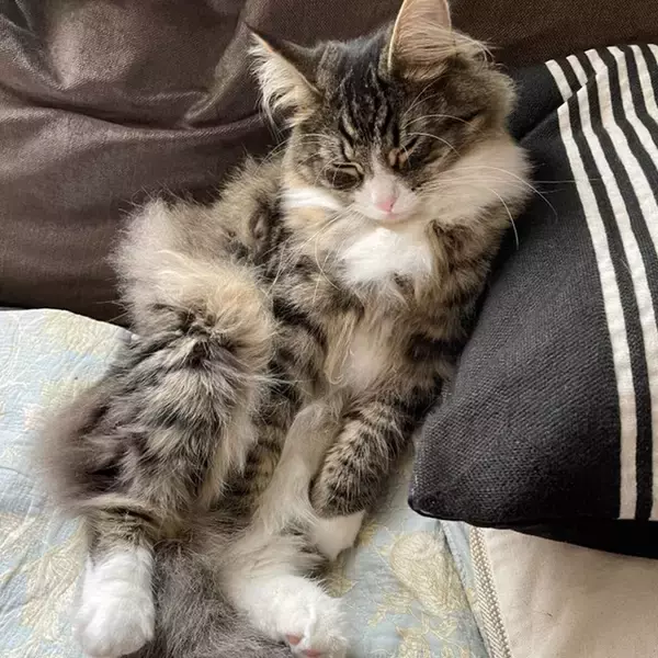 「ライトノベル「てんびん」26年TVアニメ化！元“男友達”な幼馴染役は長谷川育美」の画像