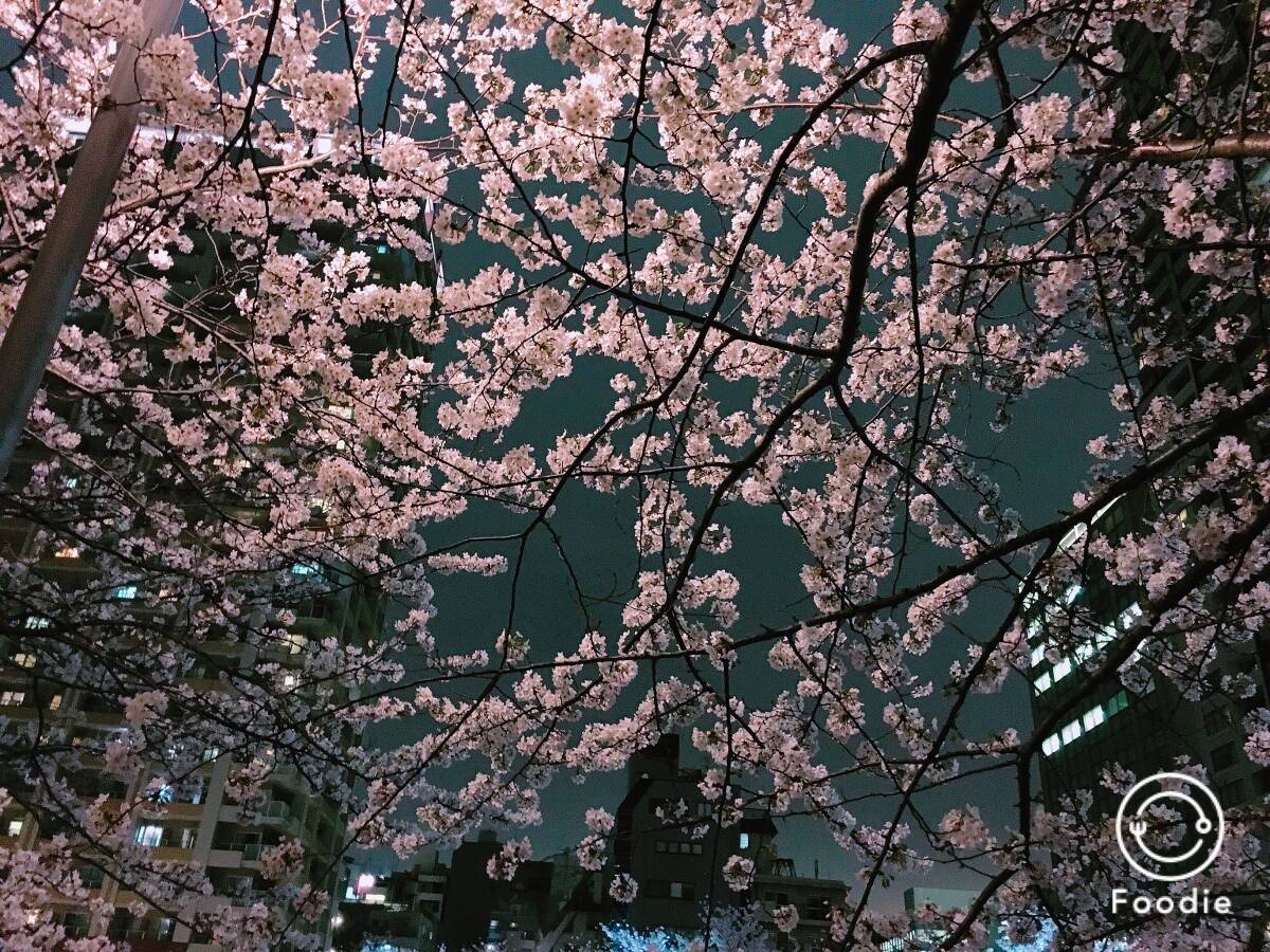 桜が綺麗に撮れるカメラアプリを厳選 お花見で使えるフィルター紹介 17年3月30日 エキサイトニュース