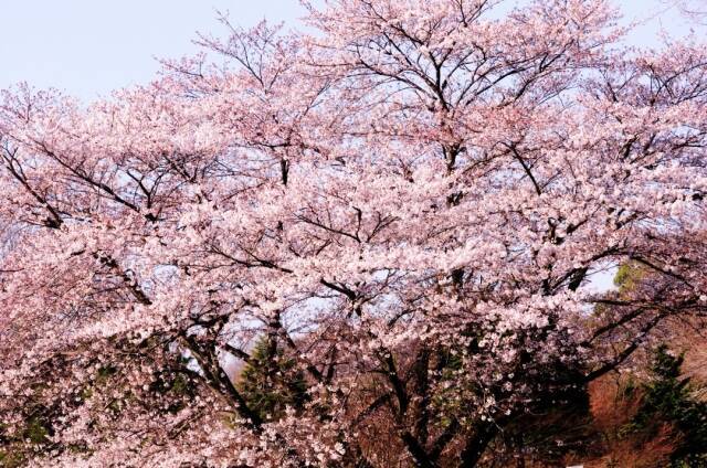 神奈川で見頃の桜を観賞 川崎市多摩区の穴場お花見スポットをご紹介 21年3月24日 エキサイトニュース