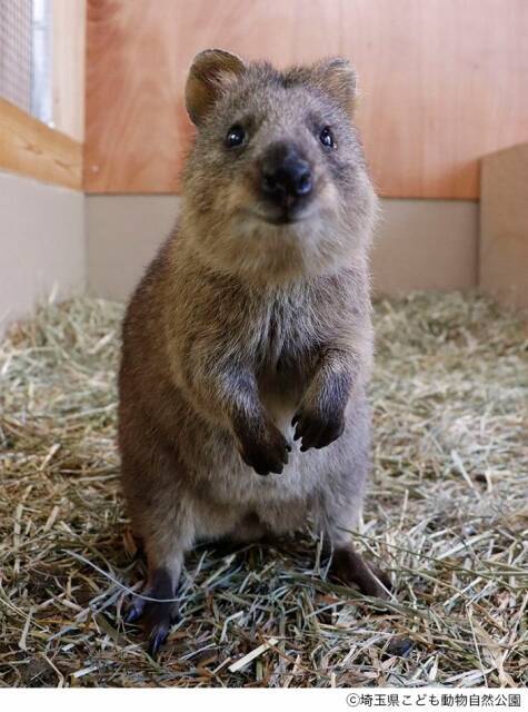 世界一幸せな動物 クオッカが埼玉県こども動物自然公園で一般公開 年6月30日 エキサイトニュース 2 2