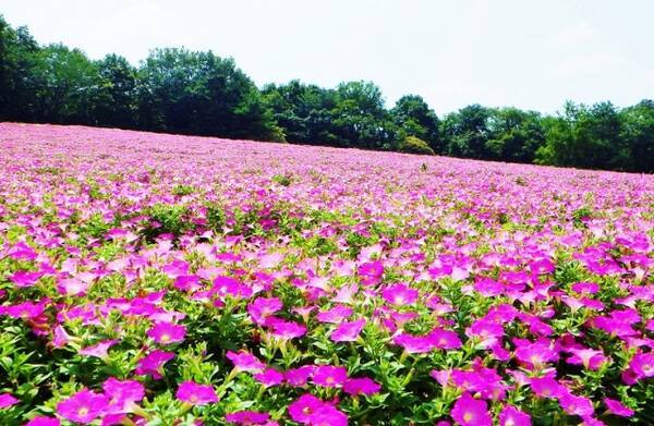 約1万株のペチュニアが見ごろ ピンクの花畑が広がる国営武蔵丘陵森林公園へ行こう 埼玉県滑川町 19年8月17日 エキサイトニュース