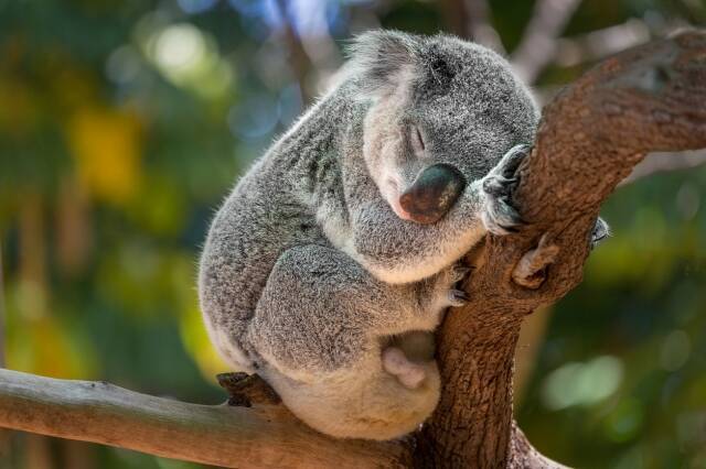 オーストラリア かわいい動物 最高の画像をダウンロード