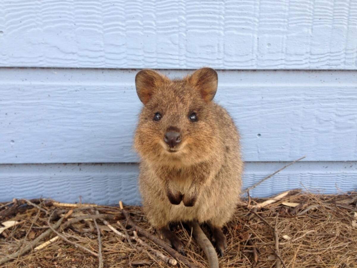 かわいいコアラにクオッカ タスマニアン デビル オーストラリア政府観光局が野生動物のコンテンツを公開 21年2月28日 エキサイトニュース