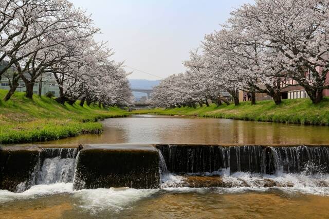 春の島根が楽しめる 松江城などの桜や花桃の名所 観光に便利な交通機関 オンラインイベントをご紹介 21年3月12日 エキサイトニュース