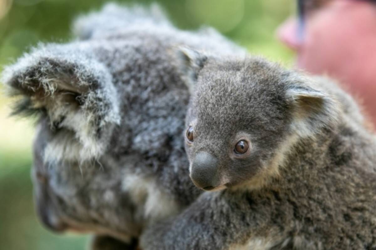 Sdgs かわいい動物たちが登場 オーストラリアの動物保護園から生中継の学べるオンラインツアー 21年6月14日 エキサイトニュース