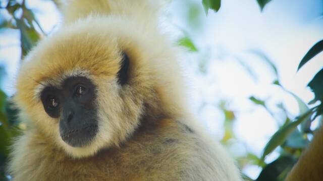 Huluでナショジオ作品 タイ王国 大自然に生きる を2月11日に配信 タイに生きる美しい動物たち 21年2月10日 エキサイトニュース 2 3