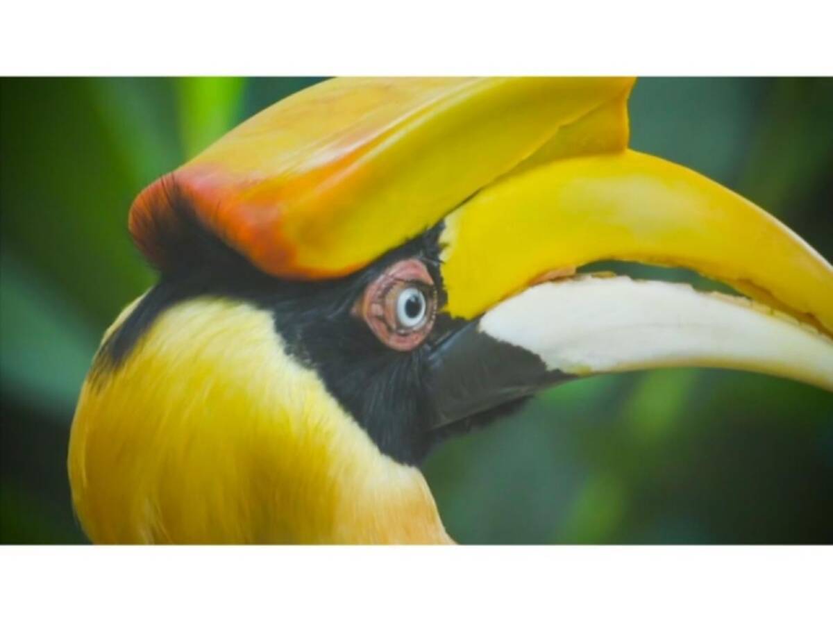 Huluでナショジオ作品 タイ王国 大自然に生きる を2月11日に配信 タイに生きる美しい動物たち 21年2月10日 エキサイトニュース 2 3