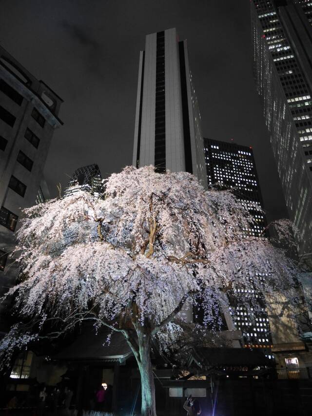 西新宿 常圓寺のしだれ桜 見頃 開花状況 アクセス情報は 19年3月29日 エキサイトニュース