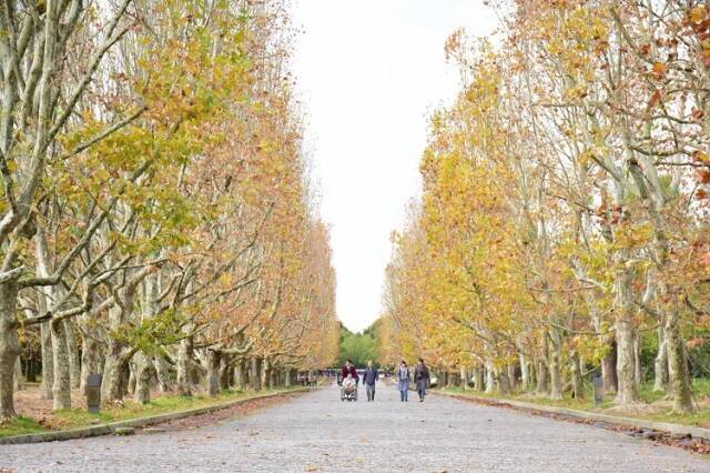 大阪屈指の紅葉の名所 種1万本が色づく万博記念公園 大阪府吹田市 19年10月24日 エキサイトニュース 2 2