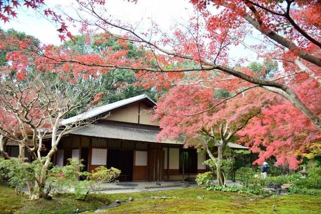 大阪屈指の紅葉の名所 種1万本が色づく万博記念公園 大阪府吹田市 19年10月24日 エキサイトニュース