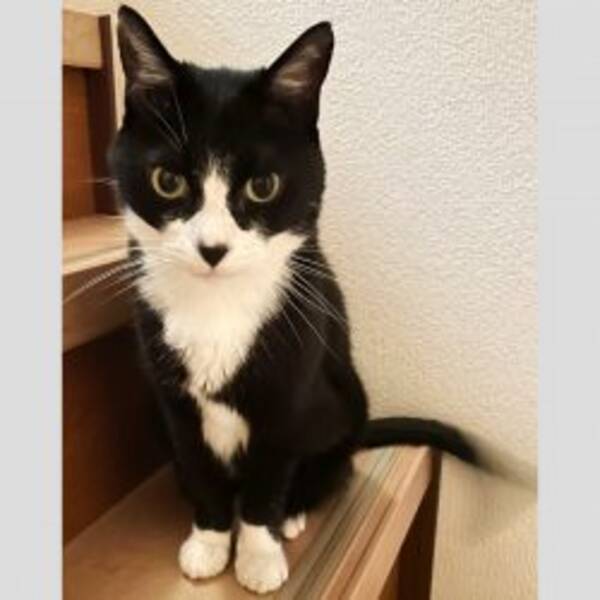 ウチの猫がガンになりました 16 奇跡を呼ぶ闘いが始まった 焼き魚より刺身を食べさせるのがいいと 22年8月13日 エキサイトニュース